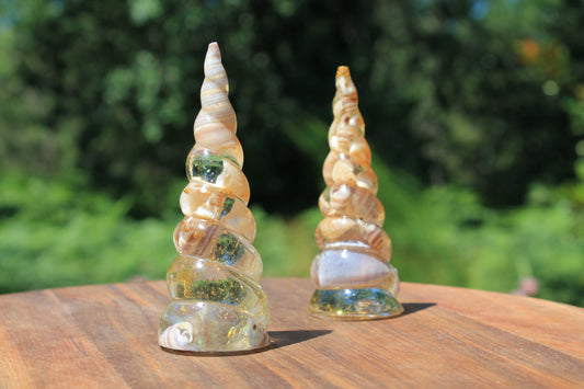 Corne de licorne - Coquillages